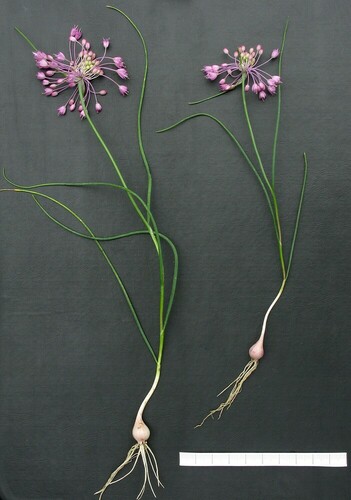 Allium stamineum — photo