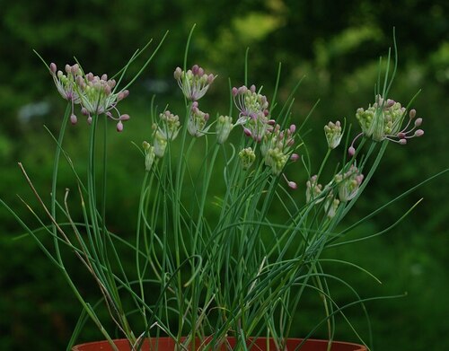 Allium stamineum — photo