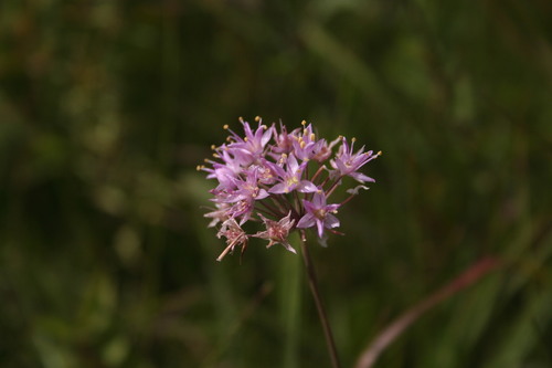 Allium stellatum (Prairie onion) — photo
