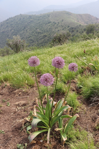Allium stipitatum (Drumstick allium) — photo