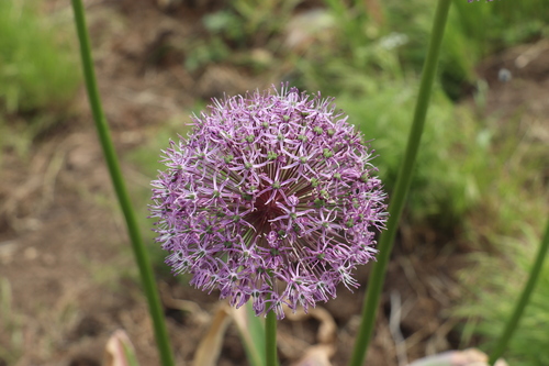 Allium stipitatum (Drumstick allium) — photo