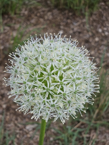 Allium stipitatum