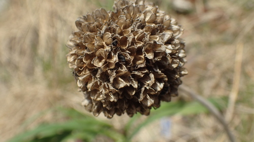Allium strictum — photo