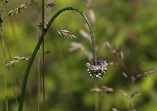 Allium strictum — photo