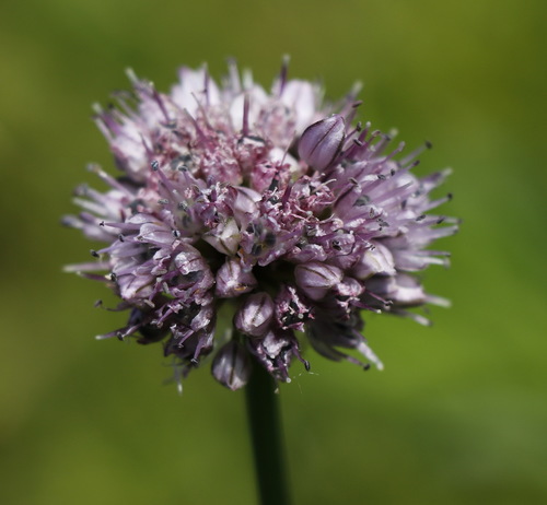 Allium strictum