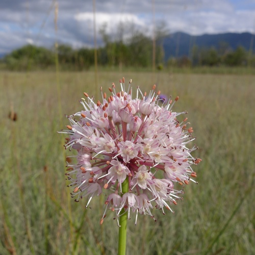 Allium suaveolens (Fragrant onion) — photo