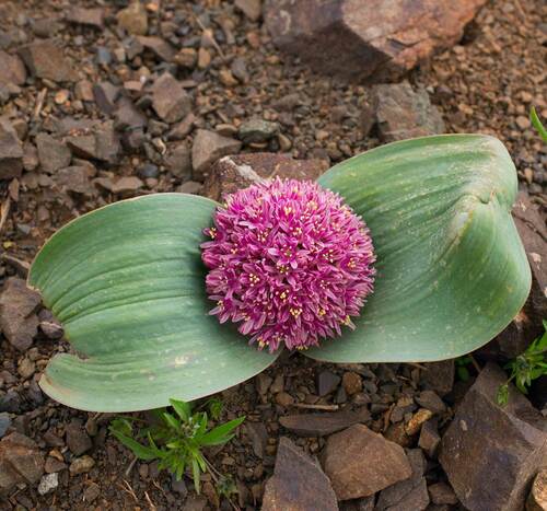 Allium subakaka