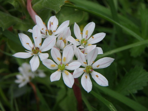 Allium subhirsutum (Hairy garlic) — photo