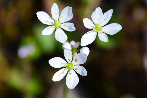 Allium subhirsutum (Hairy garlic) — photo