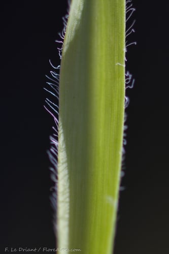 Allium subhirsutum