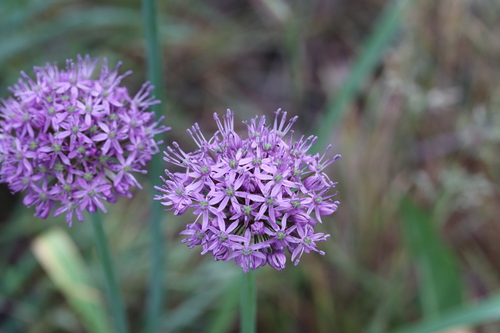 Allium suworowii — photo