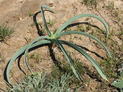 Allium suworowii