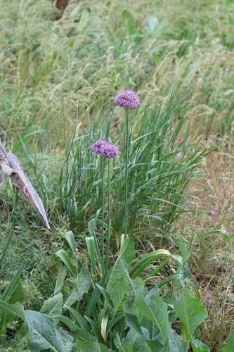 Allium suworowii — photo