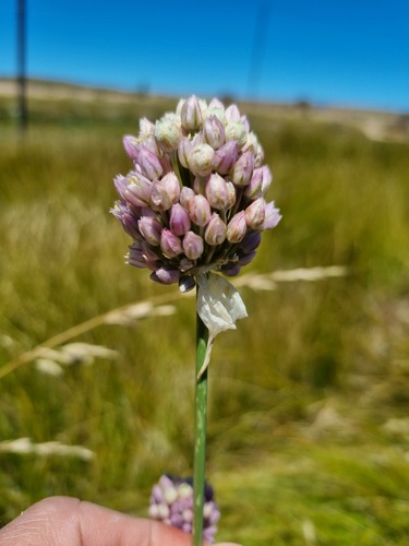 Allium synnotii (Wild leek) — photo