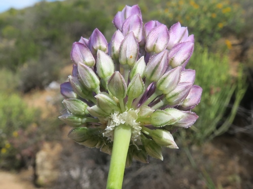 Allium synnotii (Wild leek) — photo