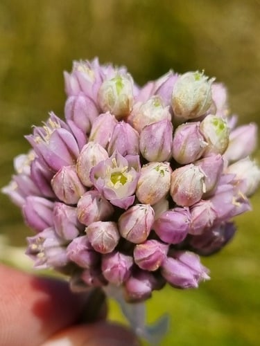 Allium synnotii