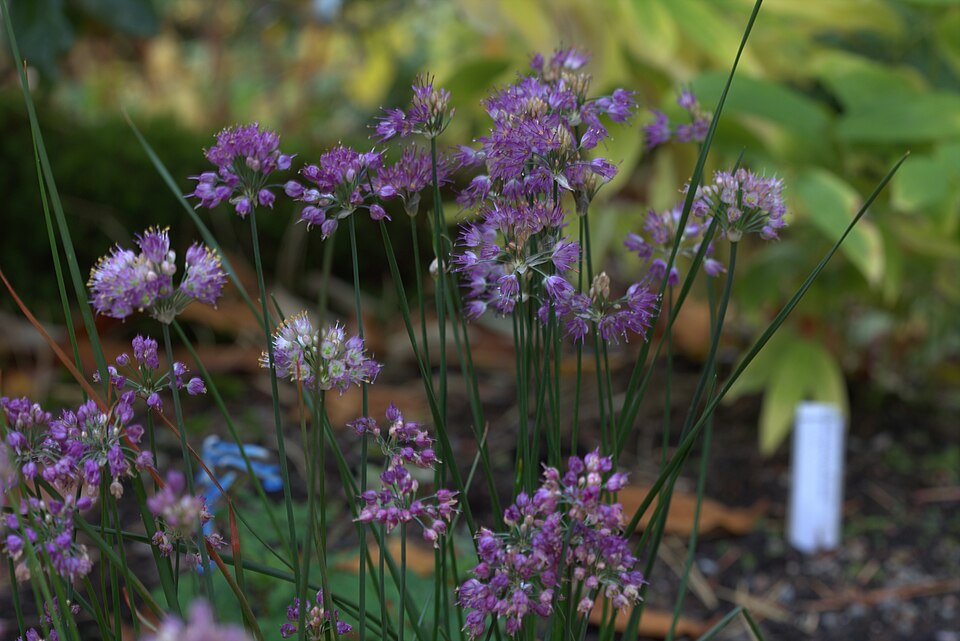 Allium taquetii — photo