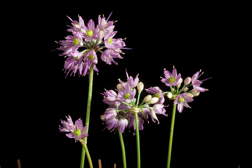 Allium taquetii