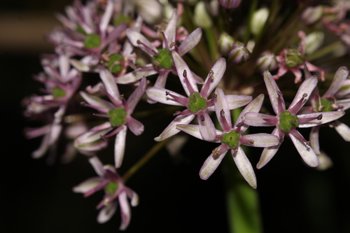 Allium tel-avivense (Tel Avi garlic) — photo