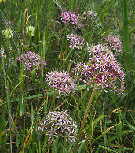 Allium tel-avivense (Tel Avi garlic) — photo