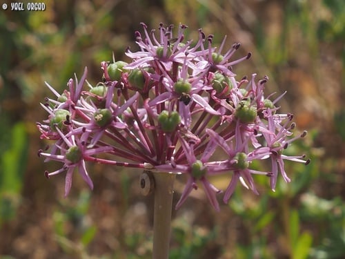 Allium tel-avivense
