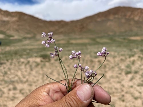 Allium tenuissimum — photo
