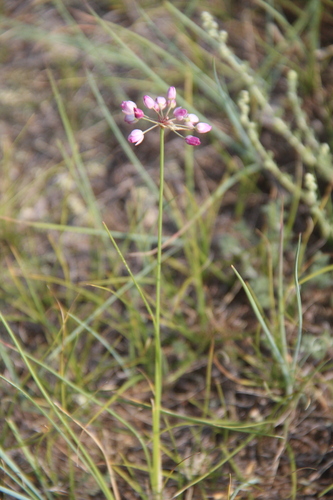 Allium tenuissimum