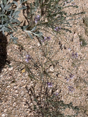 Allium tenuissimum — photo