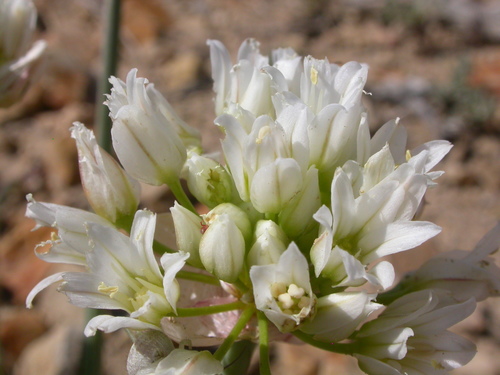 Allium textile (Textile onion) — photo
