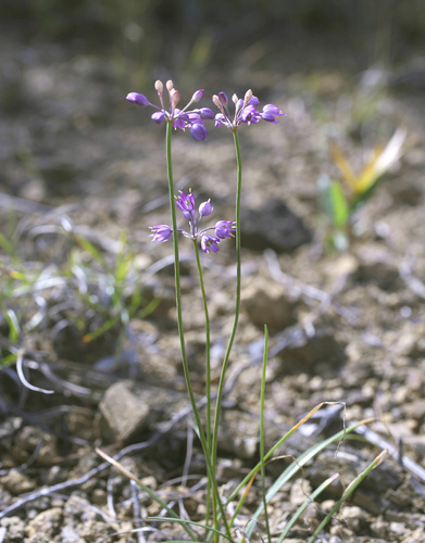 Allium thunbergii (Japanese onion) — photo