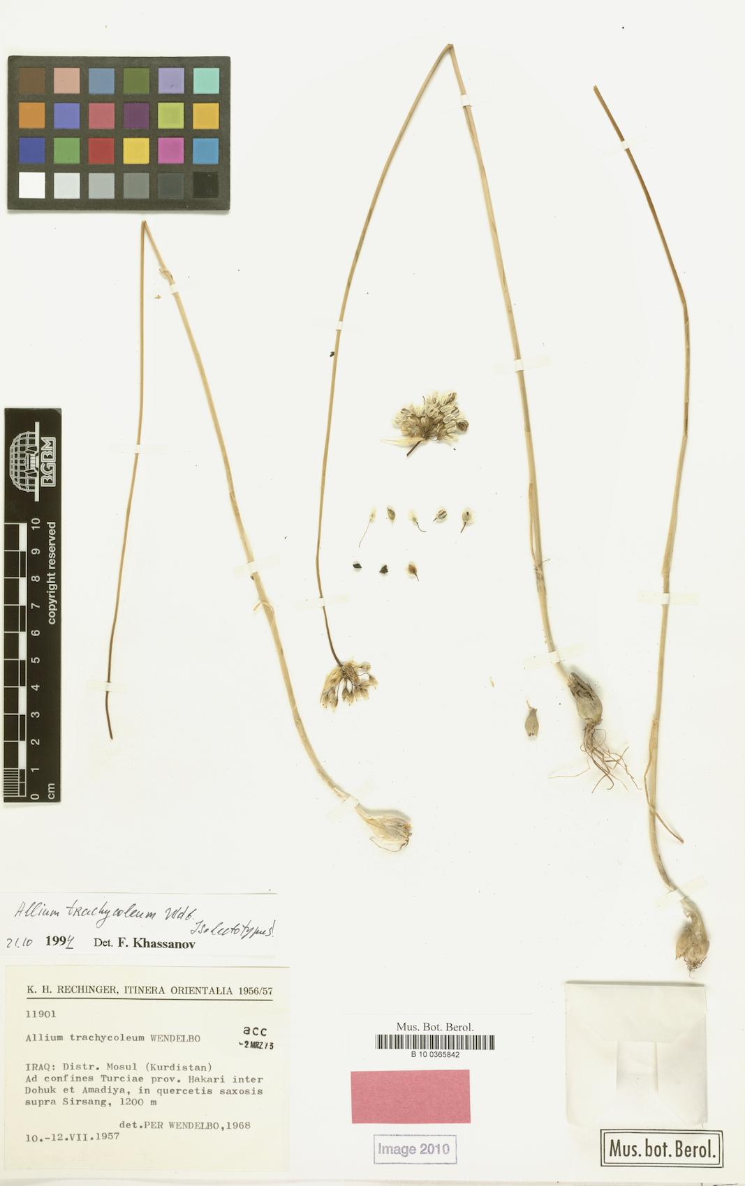 Allium trachycoleum