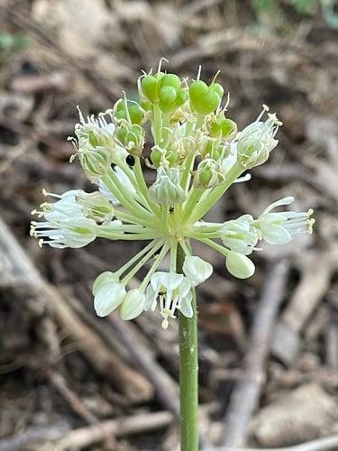Allium tricoccum (Wood leek) — photo