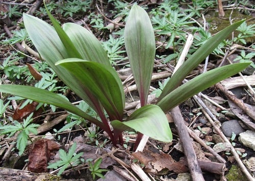 Allium tricoccum (Wood leek) — photo