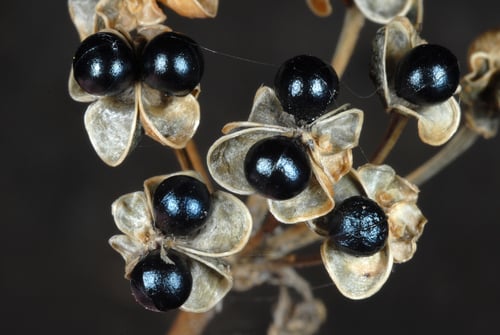Allium tricoccum