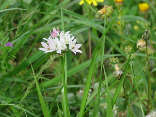 Allium trifoliatum — photo