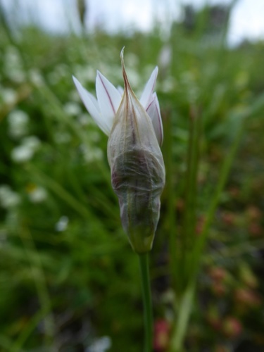 Allium trifoliatum — photo