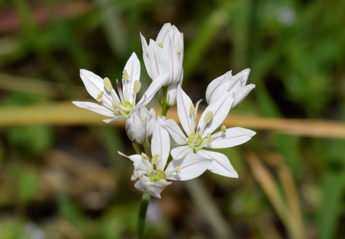 Allium trifoliatum