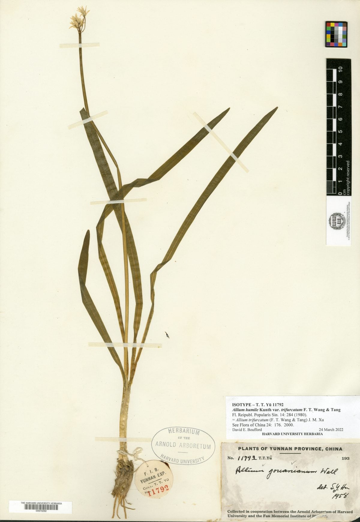 Allium trifurcatum