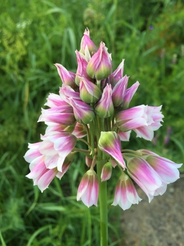 Allium tripedale (Honey lily) — photo