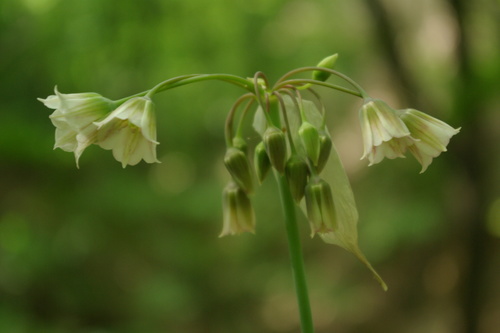 Allium tripedale