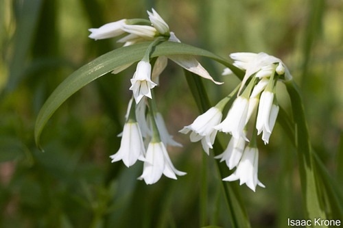 Allium triquetrum (Triangular garlic) — photo