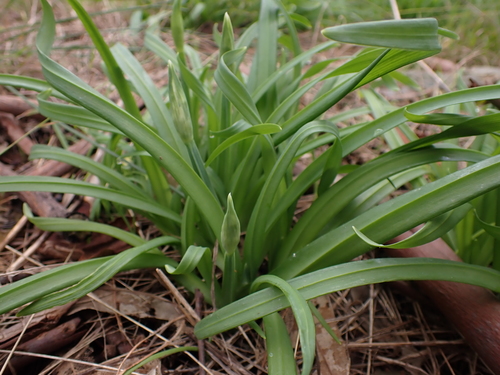 Allium triquetrum (Triangular garlic) — photo
