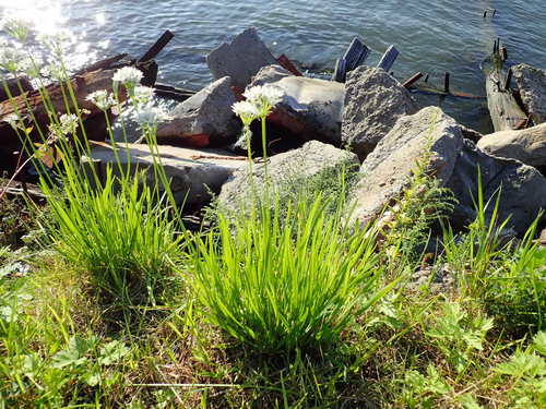 Allium tuberosum (Garlic chives) — photo