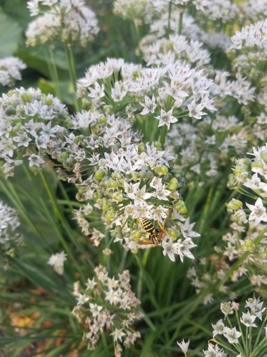 Allium tuberosum (Garlic chives) — photo
