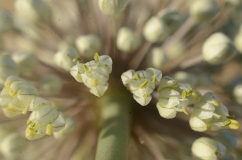 Allium turcomanicum — photo