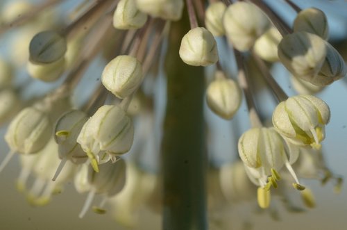 Allium turcomanicum — photo