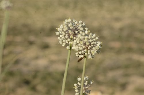 Allium turcomanicum