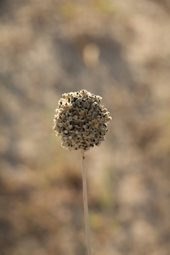 Allium turkestanicum — photo