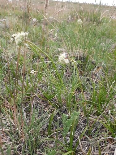 Allium tuvinicum (Tuvinian onion) — photo