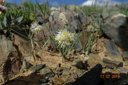 Allium tuvinicum (Tuvinian onion) — photo